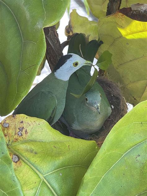 Black Naped Fruit doves