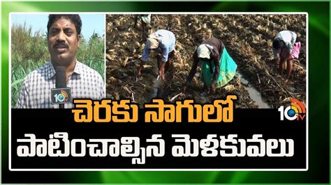 Sugarcane Cultivation : చెరకు సాగులో పాటించాల్సిన మెళకువలు.. అధిక ...