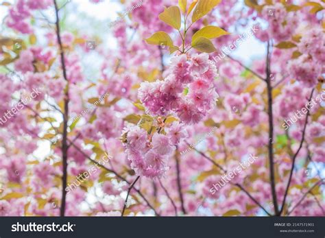 Japan Flowers 的图像结果