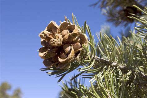 Washoe Pine Nut Harvest Sierra Nevada Autumn