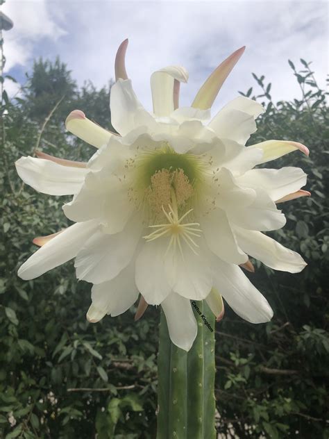 Trichocereus Pachanoi | San Pedro Cactus - Cactus Kingdom