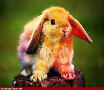 Image result for Easter Bunny Real Imige