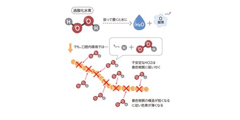 Image result for Study Guide 12 Evolution