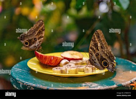 Image result for Butterfly Eating Graph