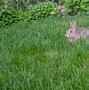 Image result for Back Yard Rabbit Farming