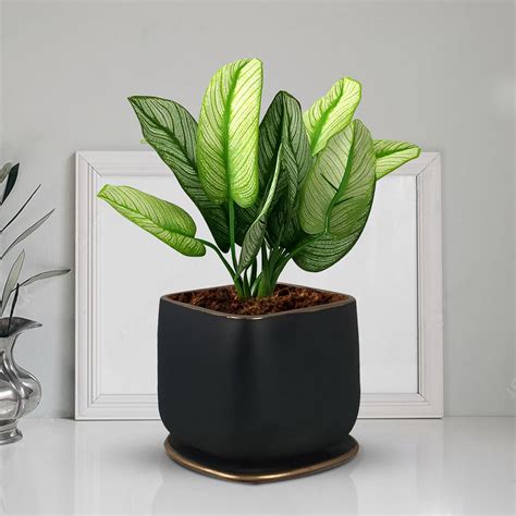 Lasaki Pearl Medium Black Gold with Plate Ceramic Pots for Indoor ...