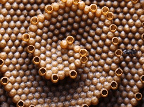 Image result for Tim Heard Native Bees