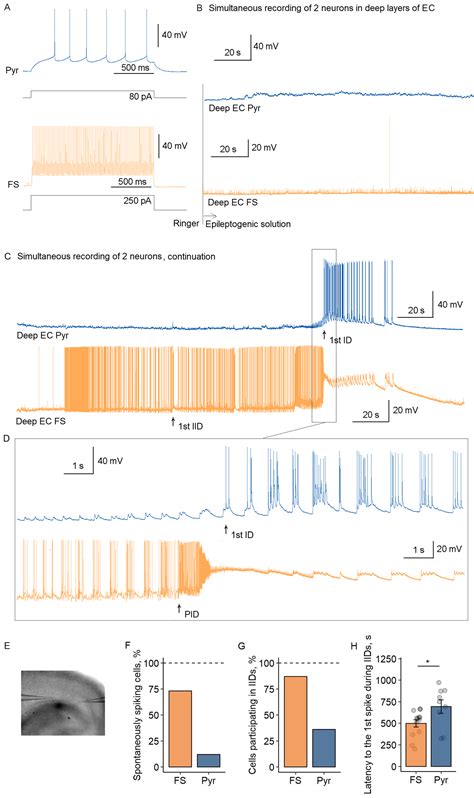 Interneuron-Driven Ictogenesis in the 4-Aminopyridine Model ...