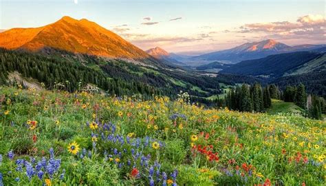 Image result for Nature Musical Instruments