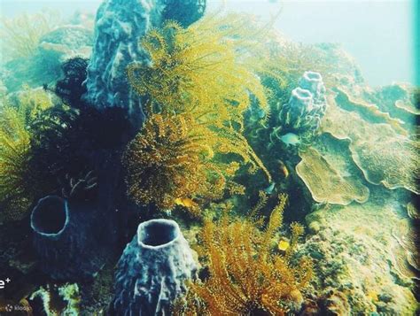 Explore the Best Snorkeling Package in Kota Kinabalu with a Certified ...