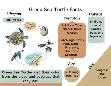 10 Fun Facts About Green Sea Turtles – MWCM
