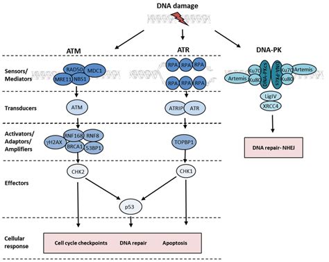 Activation of the DNA Damage Response by RNA Viruses