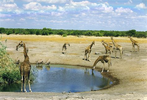 Free Images : nature, desert, wildlife, africa, mammal, fauna, savanna ...