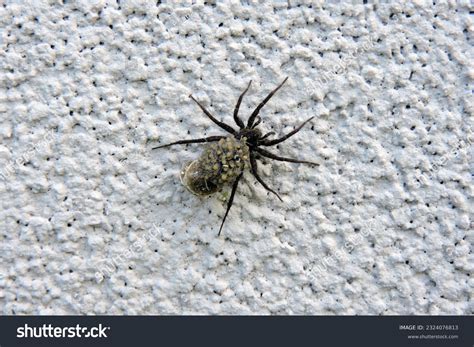 White Back Spider