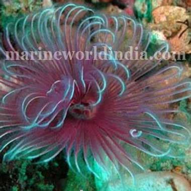 marine reef aquarium setup | salt water aquarium manufacturer ...