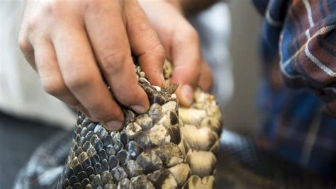 Image result for Big Python's