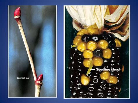 PLANT GROWTH HORMONE | PPTX