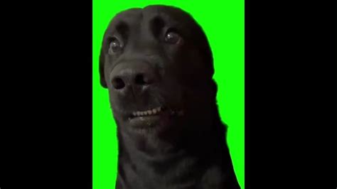 Inki Pinki Pinky Dog Memes | Memes.co.in