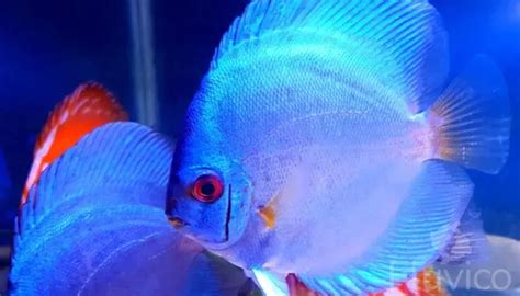 Image result for Discus Fish Care Guide