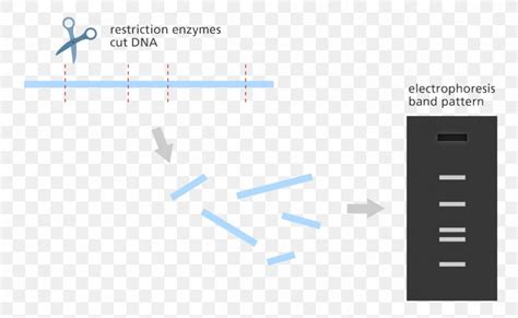 Image result for Restriction Enzyme Map