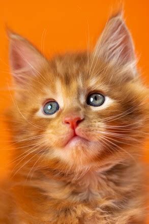 Image result for Orange Rectangular Pattern Vector