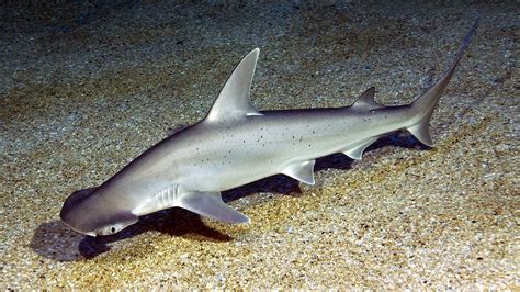 वो कौन सी मादाएं हैं, जिन्हें प्रजनन के लिए नर की जरुरत नहीं... वो ...