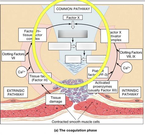 Process of Blood Clotting 的图像结果
