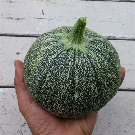 Summer Squash Round Zucchini