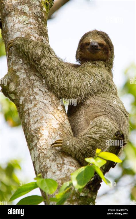 Sloth Climbing Tree 的图像结果