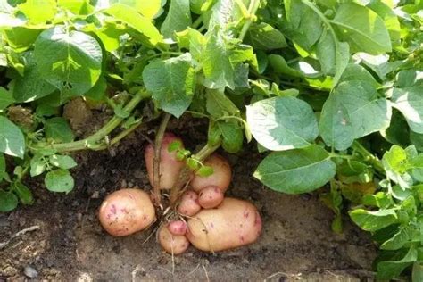 土豆的种植过程4个步骤-美丽花