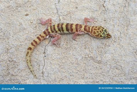Desert Banded Gecko Coleonyx Variegatus on Rock Stock Photo - Image of ...