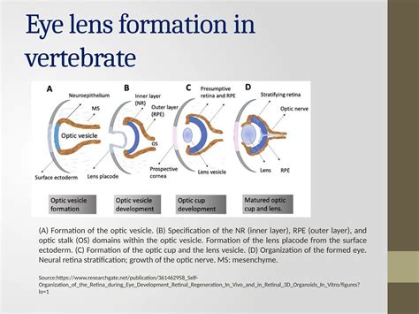 Lens Formation 的图像结果