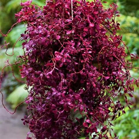 Generic Rare Red Color Duranta Erecta Hedge Plant For Outdoor Garden ...