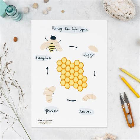 Life Cycle of a Honey Bee: Poster for children - Printable Teaching ...