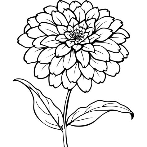 Zinnia Flower outline illustration coloring book page design, Zinnia Flower black and white line ...