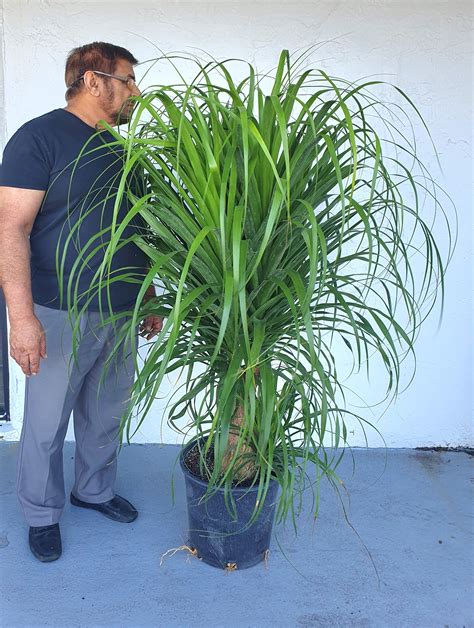 Largest Ponytail Palm Plant