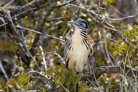 Lesser RoadRunner 的图像结果
