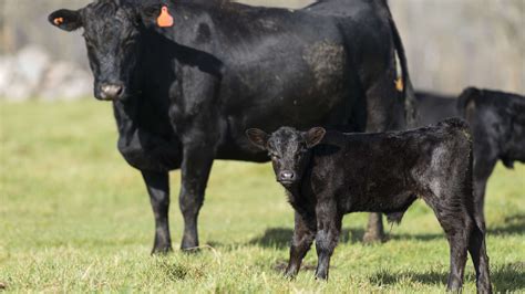 Beefing up the beef industry - Kansas State University Foundation