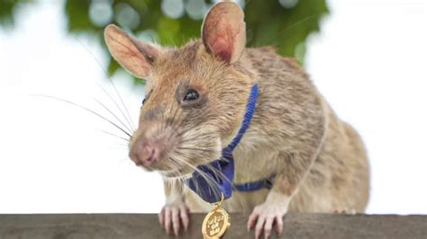 一只非洲巨颊囊鼠因为发现了39枚地雷而获得勇敢勋章|非洲_新浪科技_新浪网