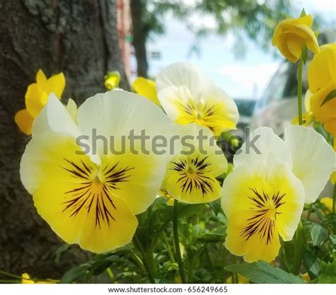 Angry Plant Flowers 的图像结果