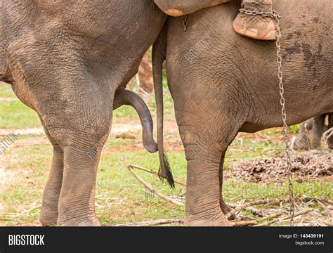 Elefanten Penis