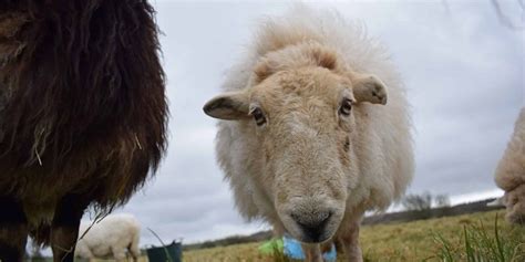 Image result for Gum Paste Welsh Sheep