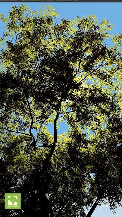 Image result for SpeedTree Modeling