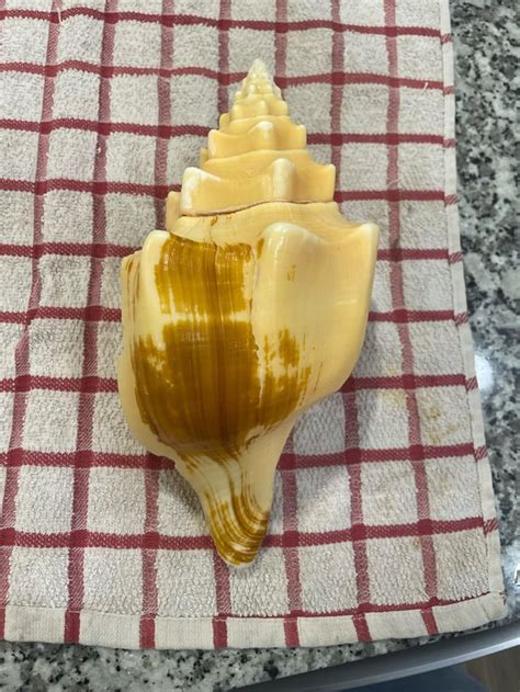 Image result for Cleaning Conch Shells