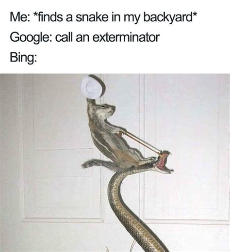 Bing Memes 的图像结果