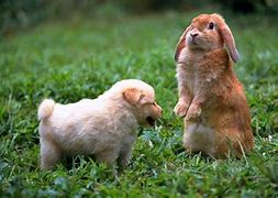 Image result for Rabbit and Puppy