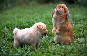 Image result for Cute Dog and Cat and Bunny