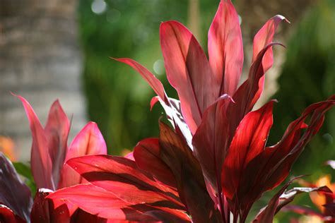 red leaf plant | Red leaf plant, Plants, Hawaiian islands