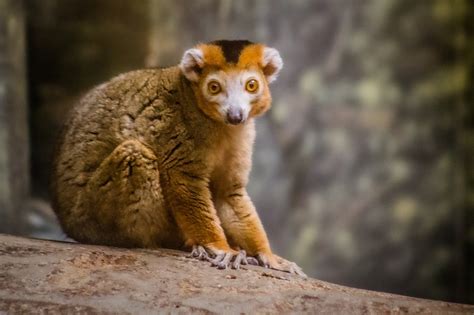 Explore the endemic fauna of Madagascar island!