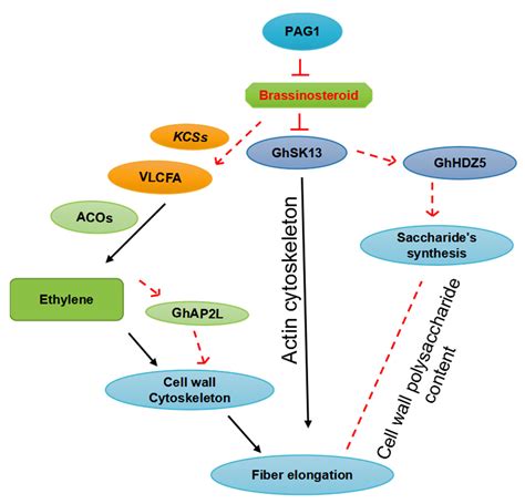 Molecular Regulation of Cotton Fiber Development: A Review